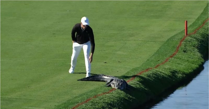 Бесстрашный гольфист прогнал приползшего на игровое поле аллигатора 