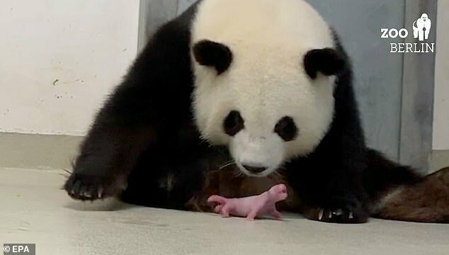 В Берлинском зоопарке впервые родились панды-двойняшки