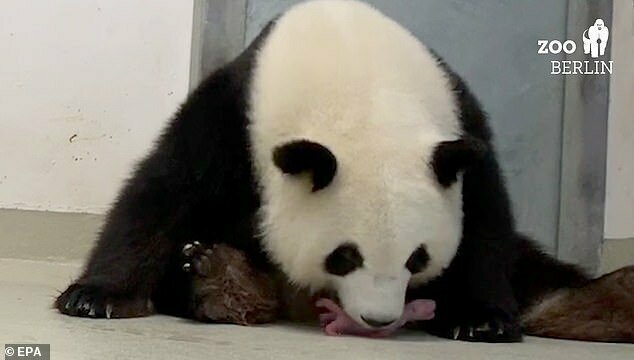 В Берлинском зоопарке впервые родились панды-двойняшки
