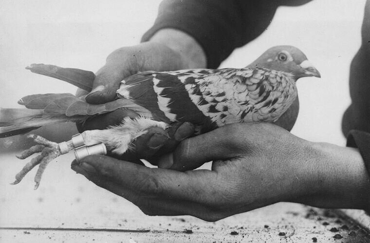 Почему почтовые голуби летят в нужное место