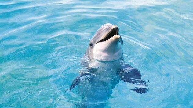 Дельфины могут выучить второй язык