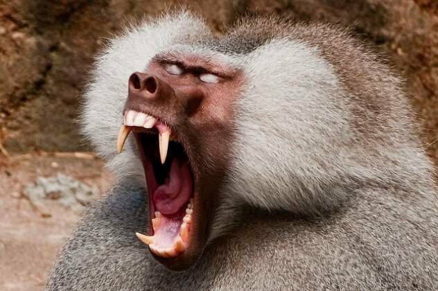 Бабуины ненавидят сленг