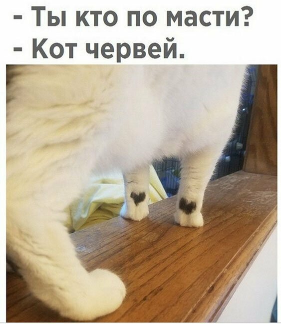 Про котов