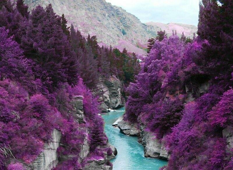 Фиолетовые леса в Шотландии.