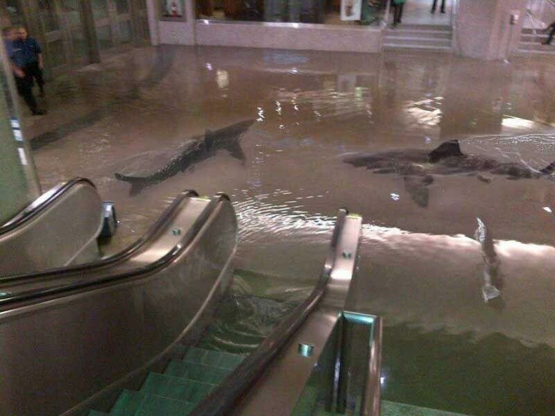 Акулы в супермаркете в Кувейте.