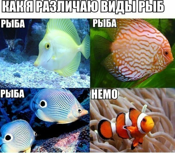 И рыба еще эта картинка