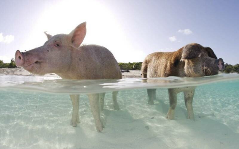 Свиной остров, Багамы