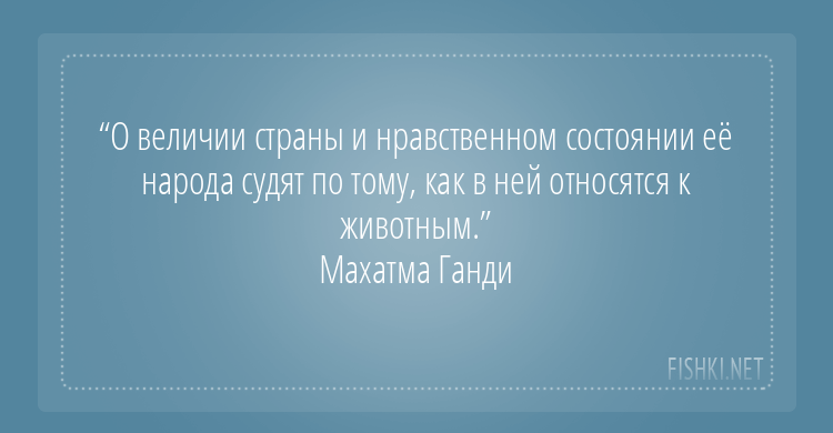 Цитаты о собаках