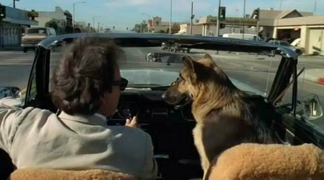 История пса-актера из фильма «К-9: Собачья работа», вышедшего 30 лет назад