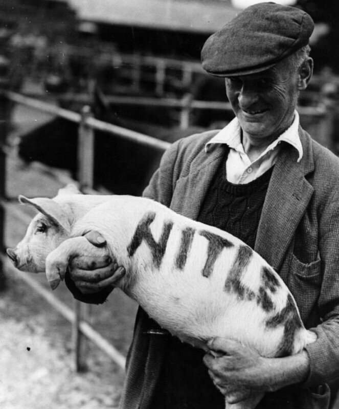 Фермер назвал поросенка, пытавшегося оттеснить от кормушки других поросят и забрать себе всю еду, Гитлером и изолировал его. Лондон, 1942 год.