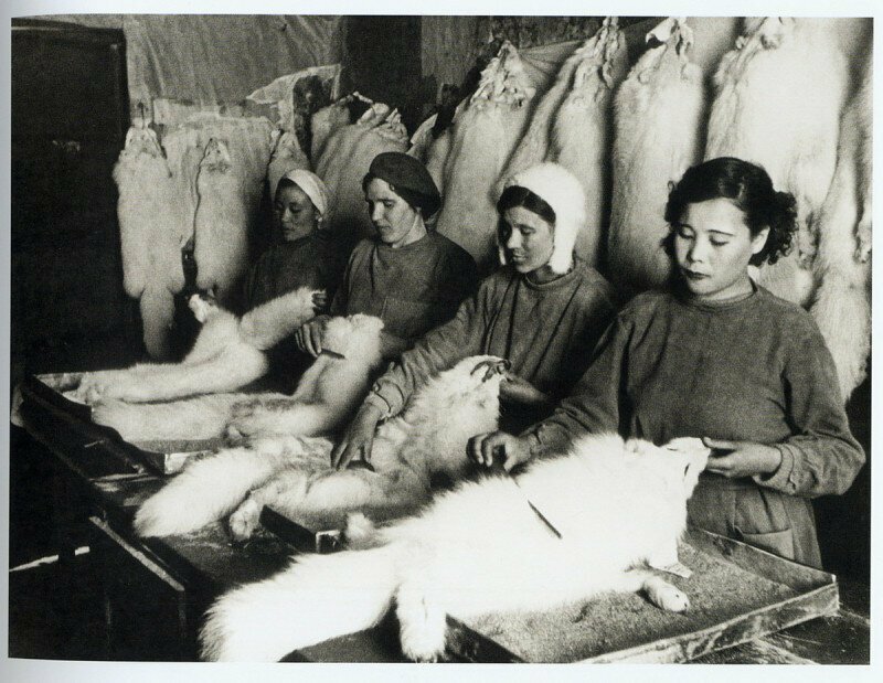 Работницы фабрики «Красный чум» чистят песцовые шкурки, Анадырь, СССР, 1942 год.
