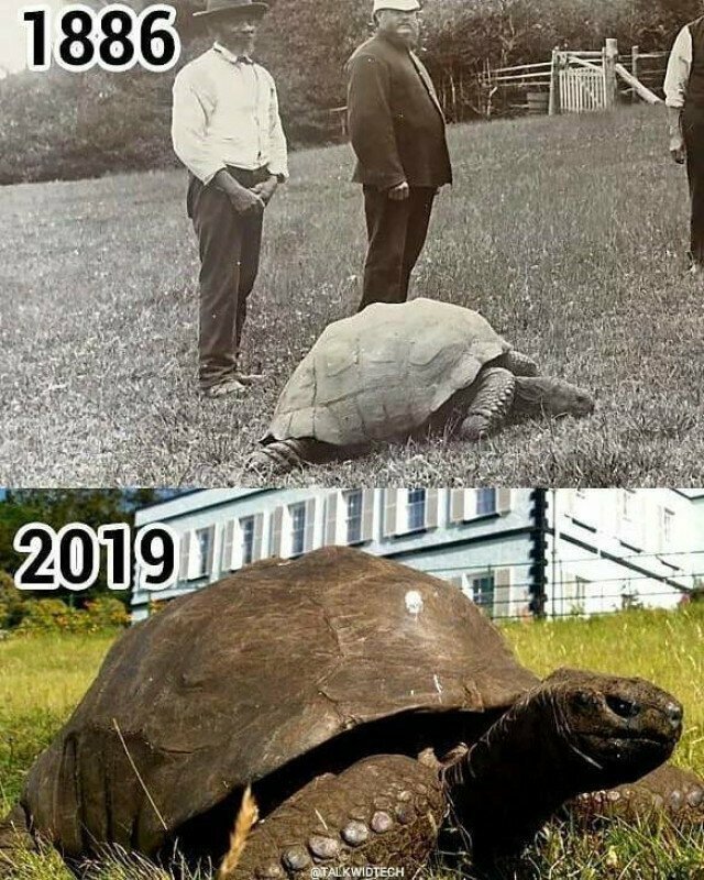 Самая старая черепаха в мире, 190 лет! (1886 год, это первый зафиксированный возраст)