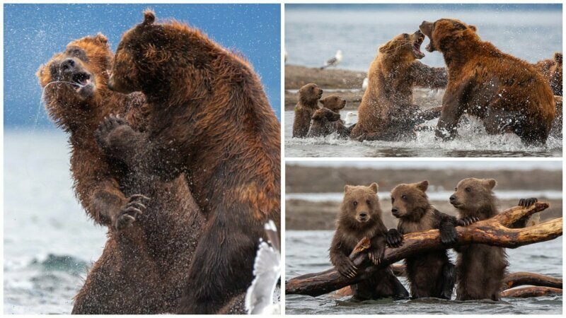 Драматические кадры: мать-медведица защищает испуганных медвежат от напавшего самца