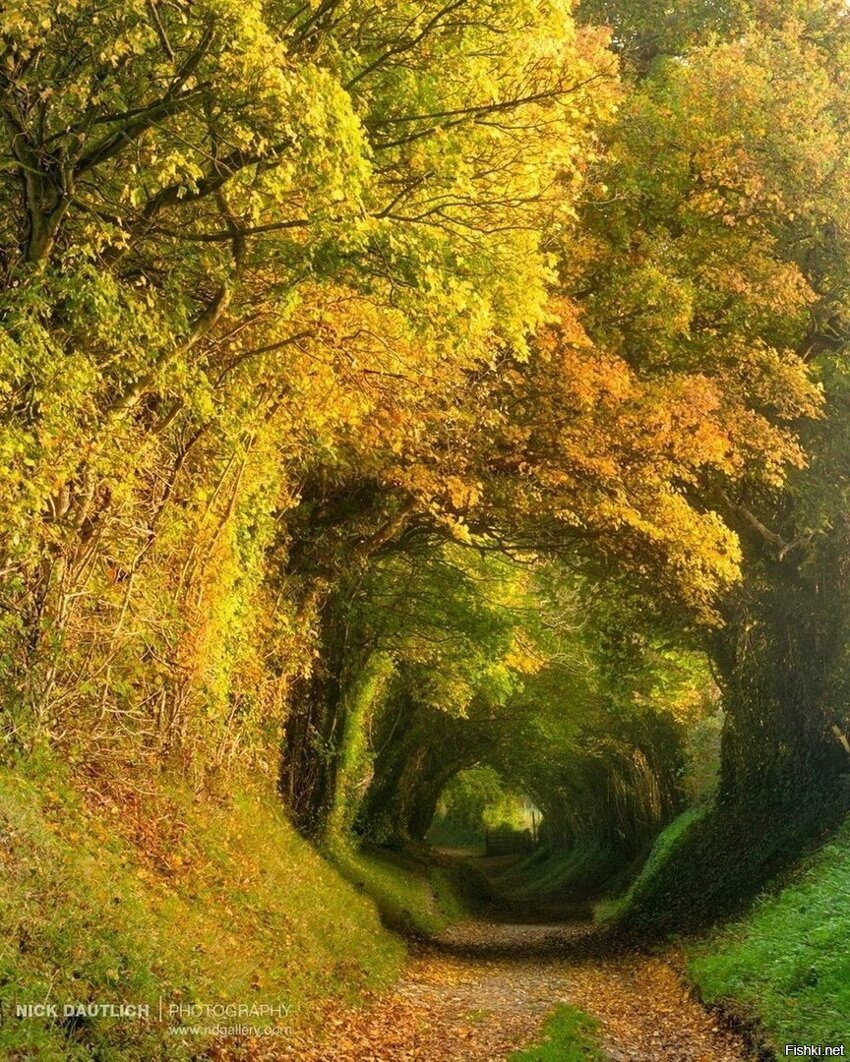 Тоннель в осень