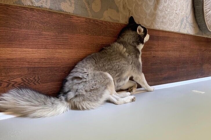 Пес выглядит так, как будто он сидит на стене