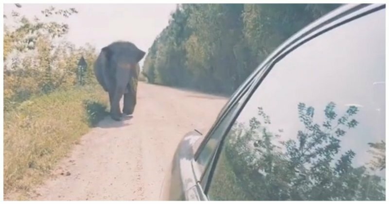 В Брестской области автолюбители встретили гуляющего вдоль дороги  слона