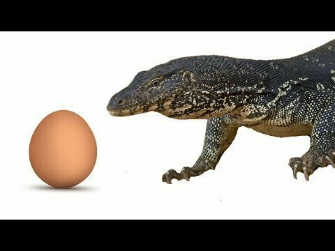 Реакция варана на целое куринное яйцо 