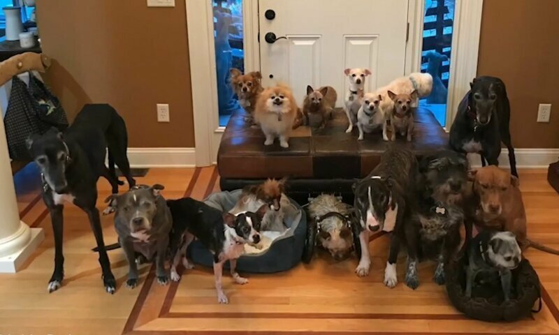 Паре удалось заставить 17 собак быть максимально неподвижными для группового фото
