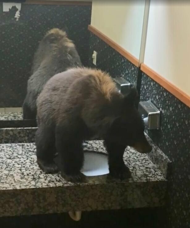 Медвежонок в США пробрался в гостиницу и уснул в раковине