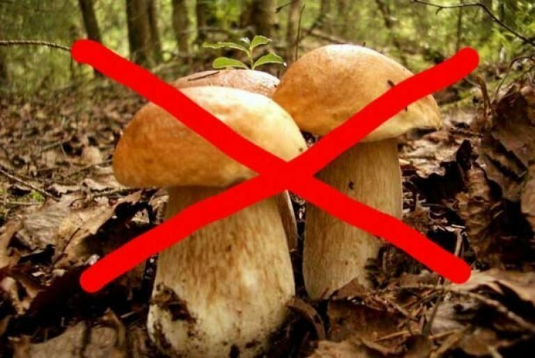 Устоявшаяся позиция народов Севера касаемо грибов: гастрономические предпочтения людей и оленей