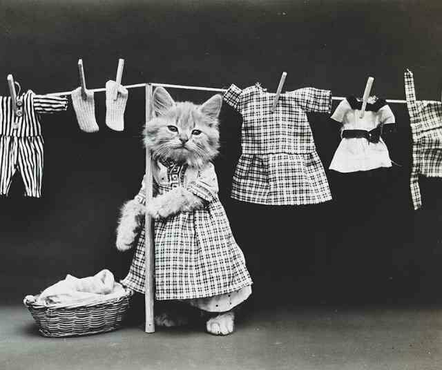 Чудеса дрессировки или крипота: как постили котиков в доинстаграмную эпоху