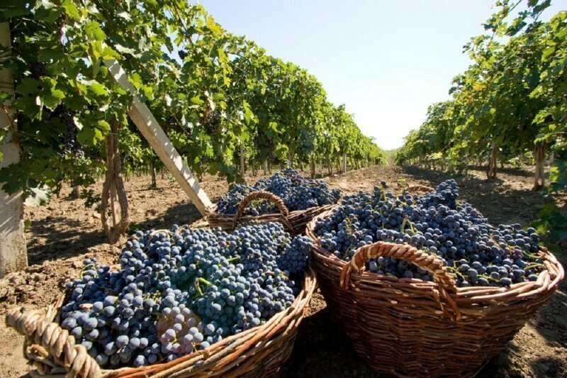 В Севастополе получили первый урожай с виноградников, заложенных после Крымской весны