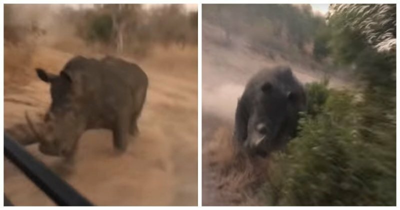 Разъяренный носорог пустился в погоню за группой туристов