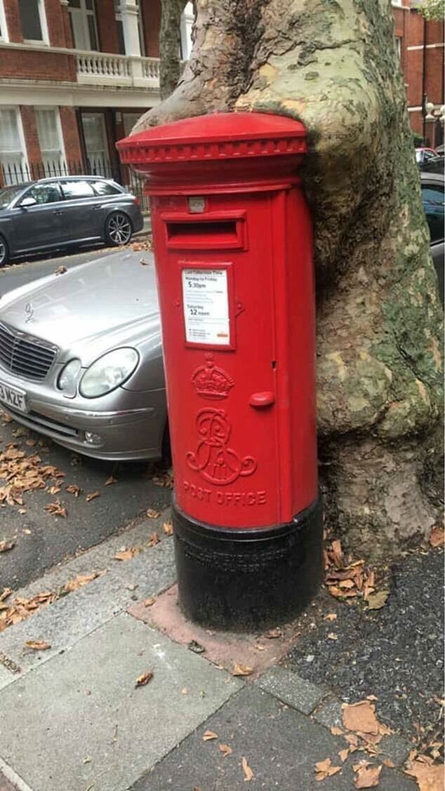 Природа сильнее: дерево поглотило почтовый ящик на улице Лондона