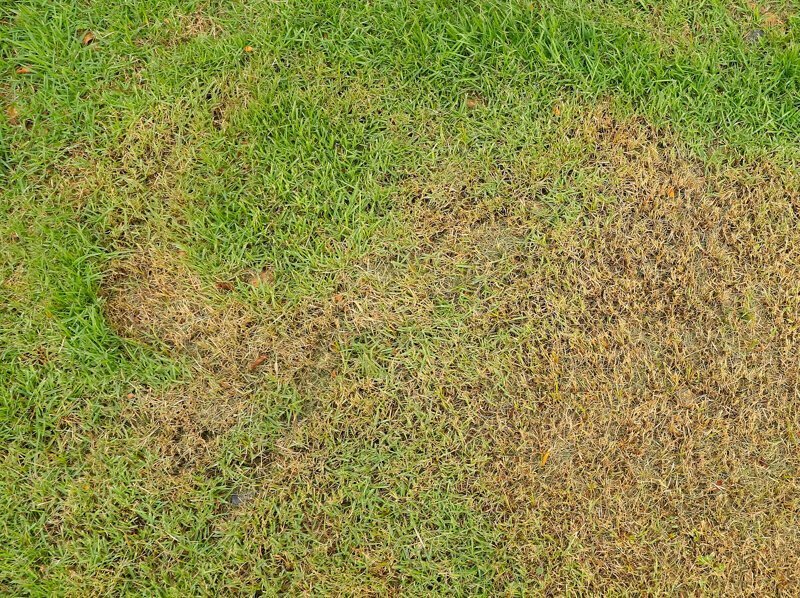 Причины усыхания газонной травы