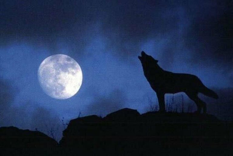 Почему волки воют на Луну?