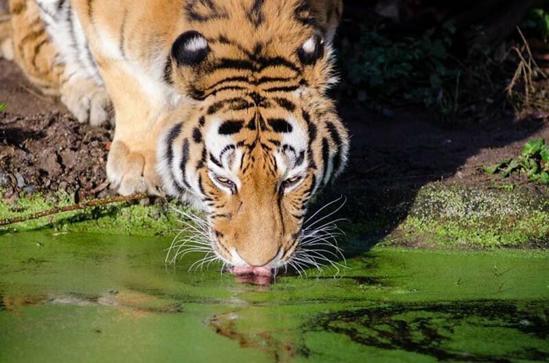 Тигры имеют пятна на своих ушах, которые многим существам напоминают глаза!
