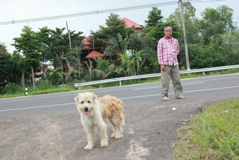 Новый Хатико: собака четыре года прождала хозяев на трассе