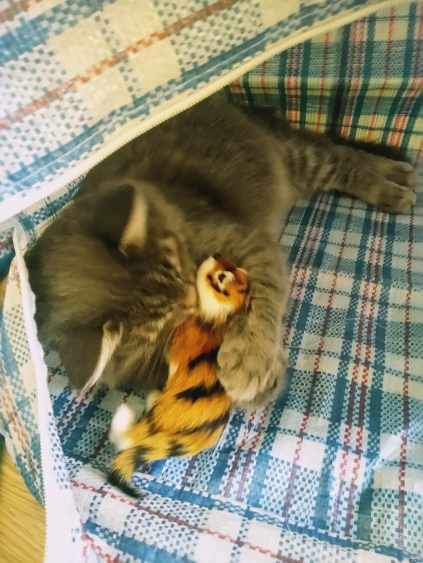 Солянка