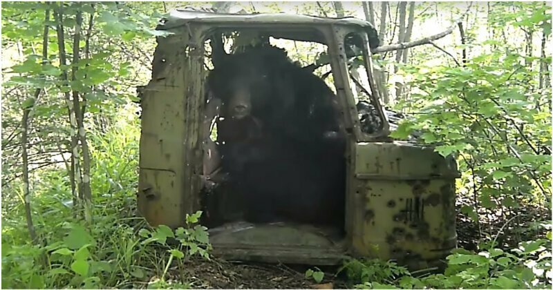 Медведь-автолюбитель облюбовал заброшенную кабину ГАЗ-66