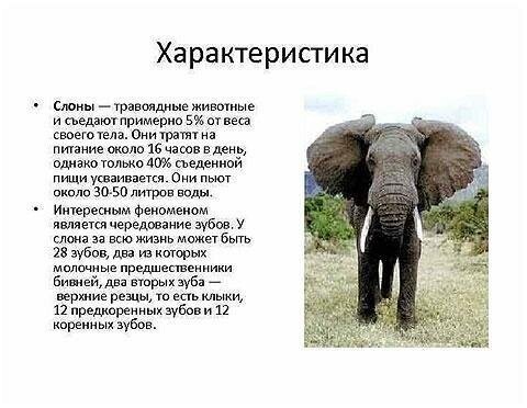 Кого на самом деле боятся слоны?