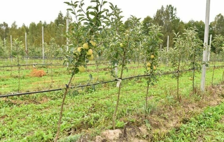 В Брянской области реализуется крупный инвестиционный проект по закладке яблоневого сада