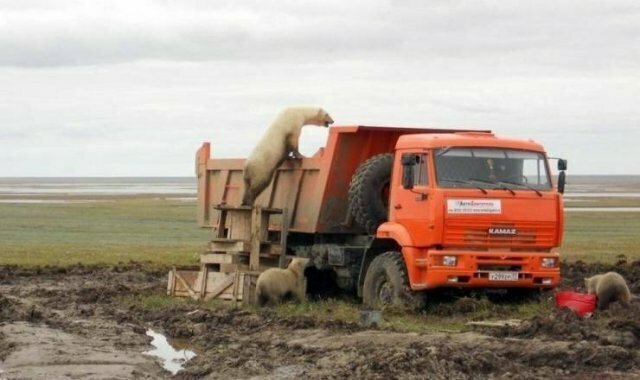 Фотоподборка со всякими зверушками