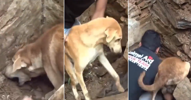 Собачонка буквально грызла камни, стараясь помочь пришедшим ей на помощь людям