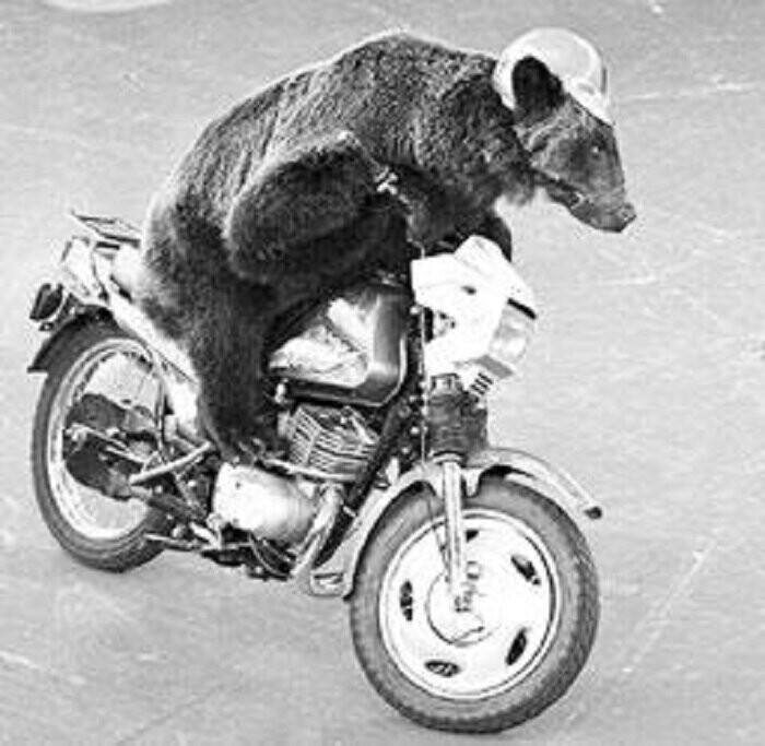 "Медведи рулят": как русская медведица получила водительские права в Германии