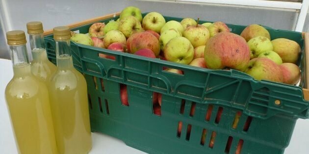 Как сделать яблочный сидр в домашних условиях