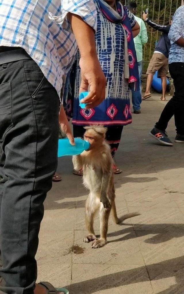 Фотоподборка со всякими зверушками