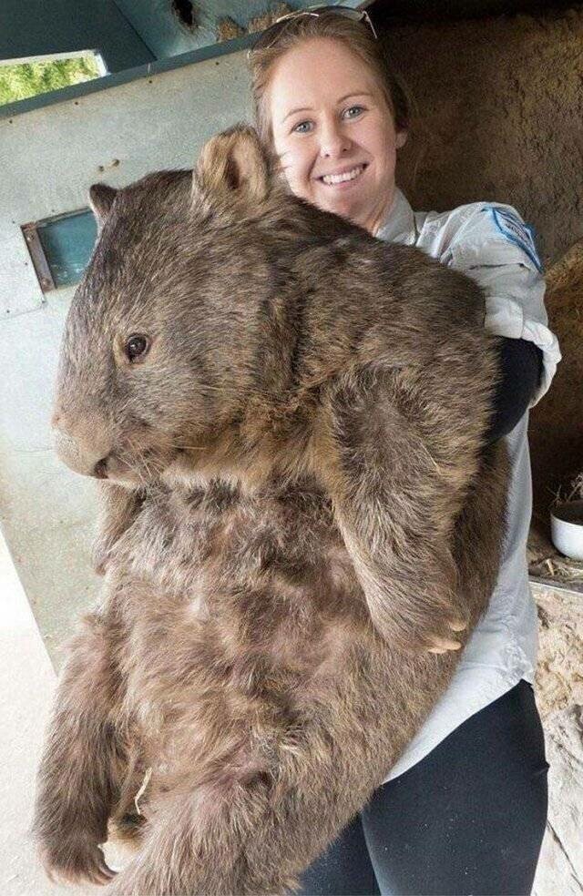 Фотоподборка со всякими зверушками