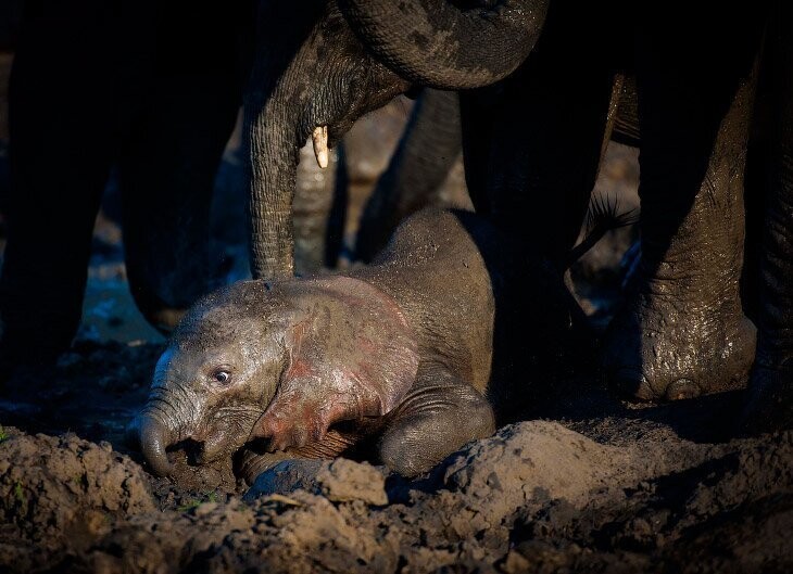 1. Слоненок застрял в грязи.