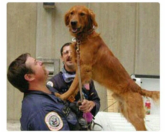 Собаки - герои 11 сентября