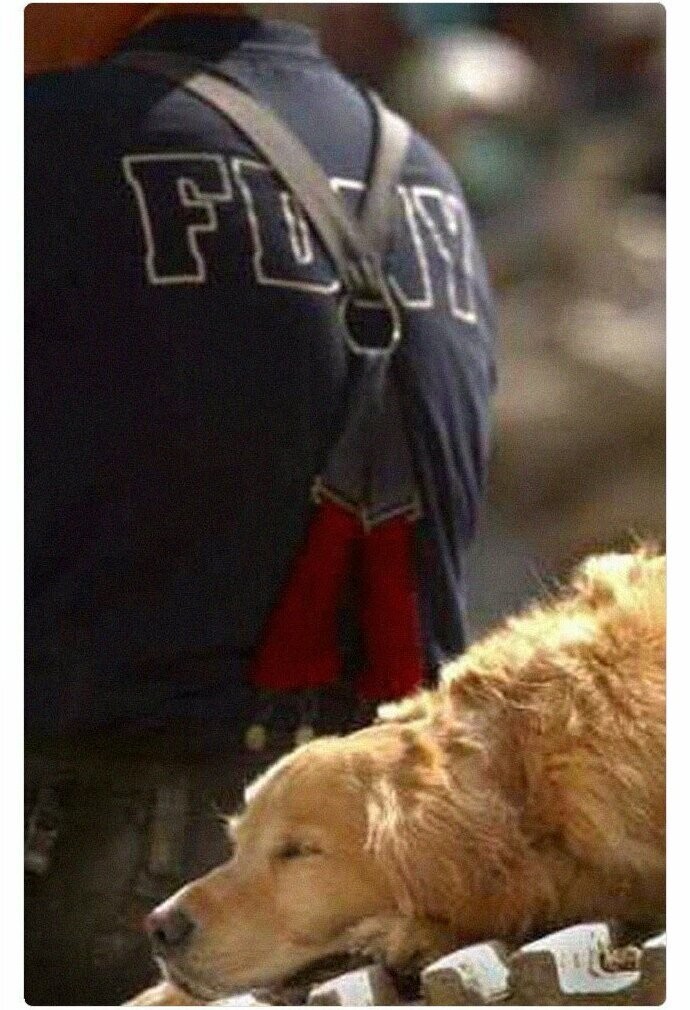 Собаки - герои 11 сентября