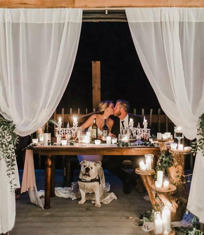 Собака отказалась принимать день свадьбы своих хозяев всерьез