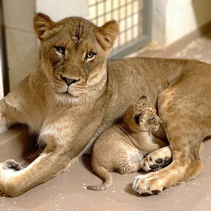 25 июля в Денверском зоопарке произошло счастливое событие - на свет появился маленький львенок, которому пока не дали кличку