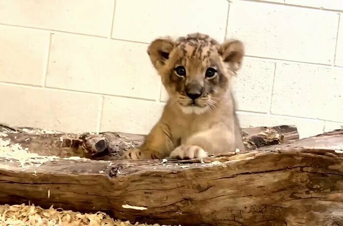 Папа-лев и его львенок впервые встретились в зоопарке: трогательное видео