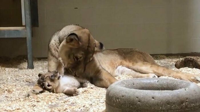 Папа-лев и его львенок впервые встретились в зоопарке: трогательное видео
