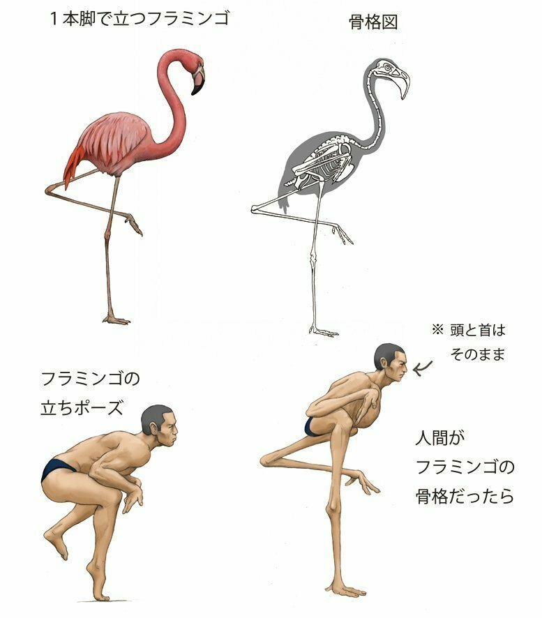 Фламинго часто стоят на одной ноге и спят так же. Тело этих птиц тоже очень необычное, поэтому я нарисовал скелет фламинго и как выглядел бы человек, стой он на одной ноге